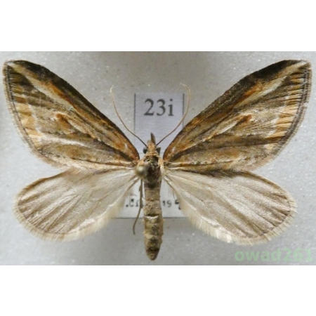 Chesias legatella (Denis & Schiffermüller, 1775) Czech23i